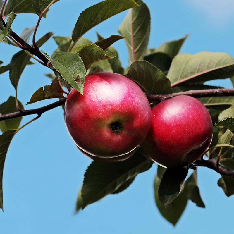 Obstbäume