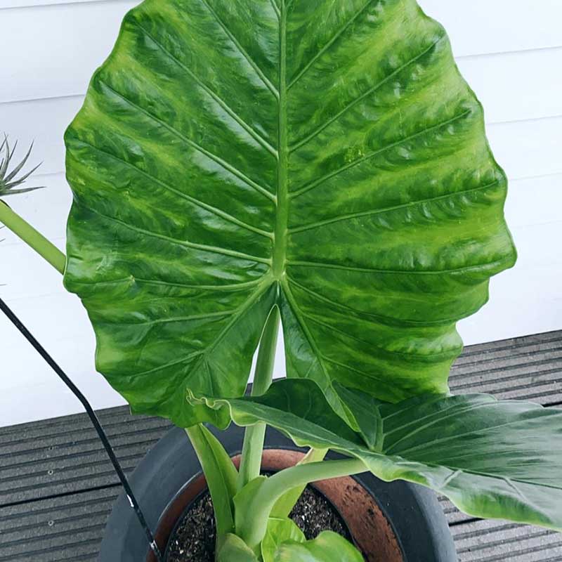 Gartenpflanzen